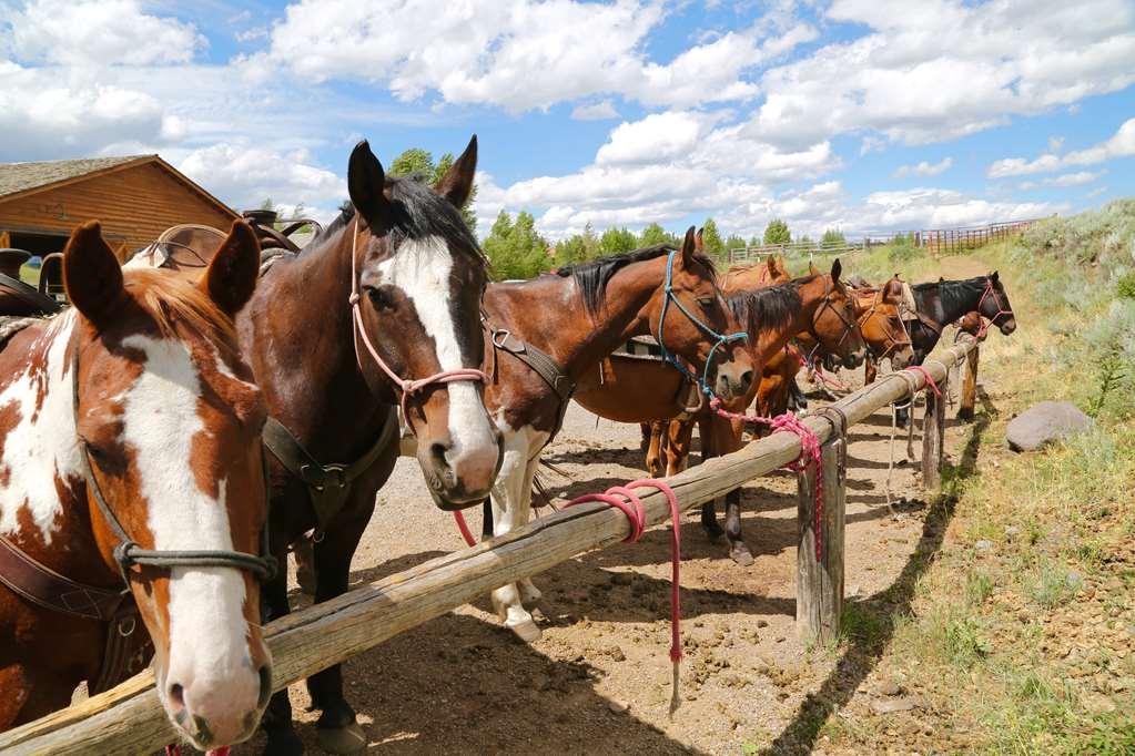 Spring Creek Ranch Hotel Jackson Bagian luar foto